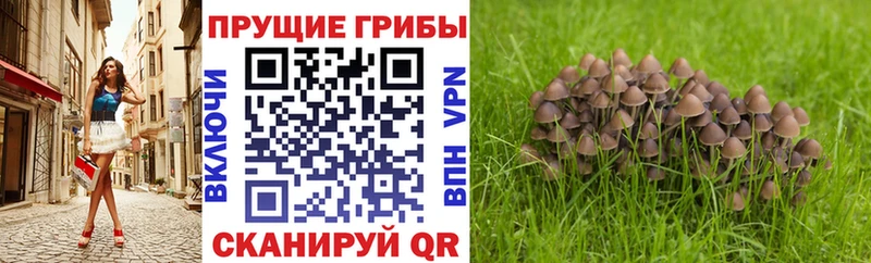 Псилоцибиновые грибы Psilocybe  как найти закладки  Зеленогорск 